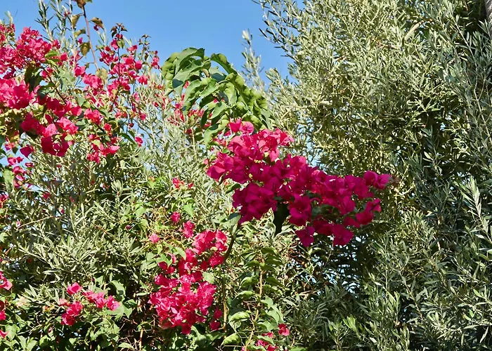 Pollenca Hotels